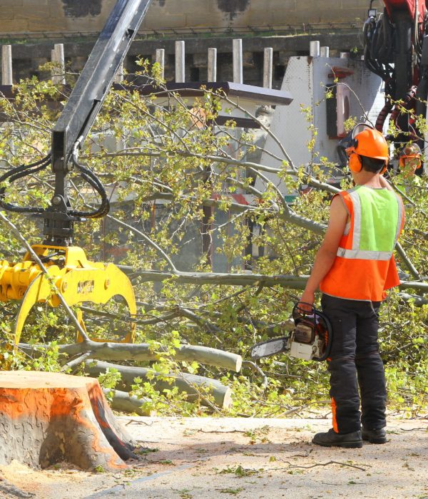 Ramassage branches d'arbre