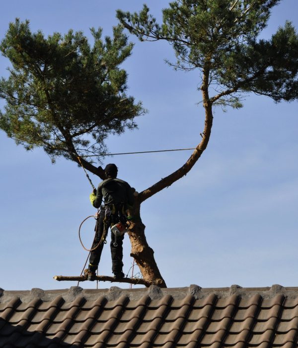 elagage de pin dans un jardin de banlieue