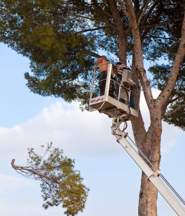 Elagage d'un grand pin
