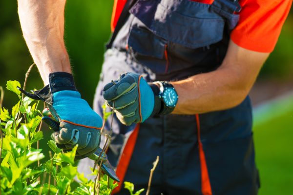 Plants Trimming Closeup. Professional Gardener Trimming Flowers.